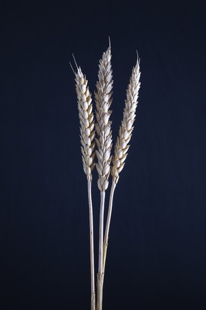 Three stems of wheat on a black background. Dry wheat spikelets on a dark background, close upの写真素材