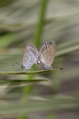 Love couple butterfly, mating pair of butterflies, close up. Island Bali, Indonesia
