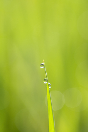 Green rice stem background with water drops, grass stalks with water drops, herbal background in island Bali, Indonesia. Close up, macroの写真素材