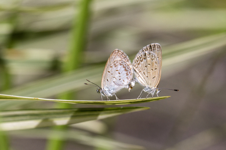 Love couple butterfly, mating pair of butterflies, close up. Island Bali, Indonesiaの写真素材