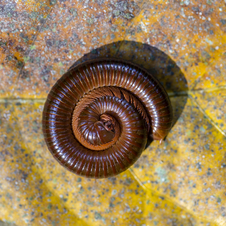 Giant centipede, millipede rolled into a circle on old leaf in tropical jungle. Island Bali, Indonesia. Close up, top viewの写真素材