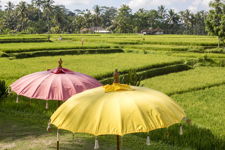 Colorful umbrellas next to green rice terraces in recreation area near Ubud, island Bali, Indonesiaの写真素材