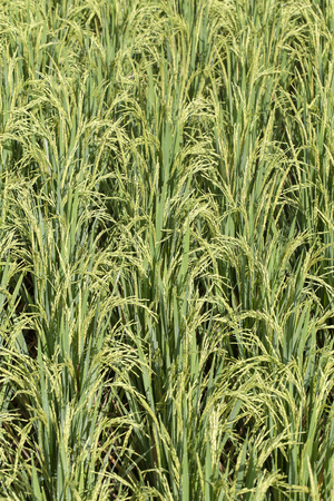 Green field with rice stalks in Ubud, island Bali, Indonesia. Close upの写真素材