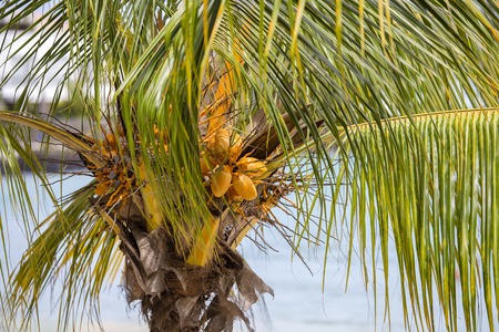 Green coconut palm tree background in tropical Mauritius island, close up