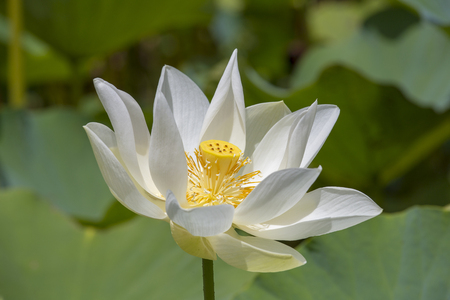White water lotus in tropical botanical garden. Mauritius island. Close upの写真素材