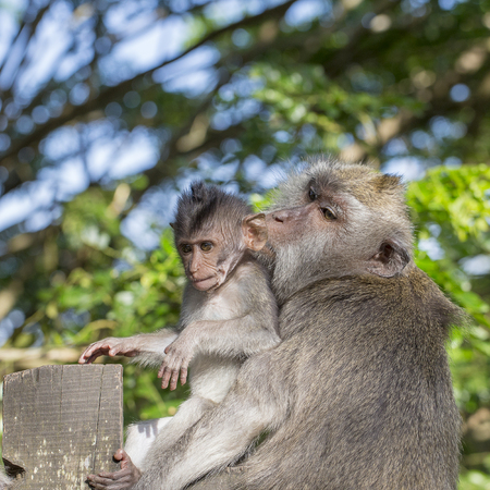 Portrait of baby monkey and mother in Ubud, island Bali, Indonesia. Close up