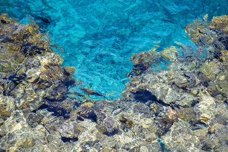 Red sea coral reef with hard corals, fishes and lean water in Sharm El Sheikh, South Sinai, Egypt