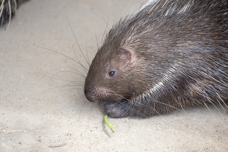 Portrait of a cute porcupine. Malay porcupine or Himalayan porcupine , Hystrix brachyura - a kind of dangerous night mammals rodents shooting poisonous empennage plumageの写真素材