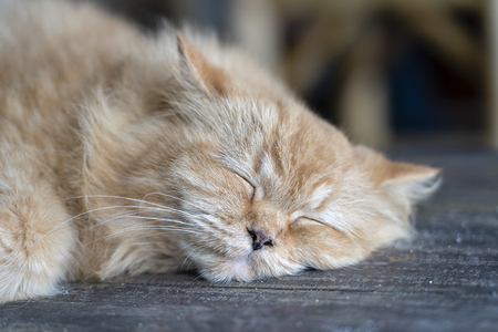 Beautiful ginger cat sleeping on the wooden table in cafe, close upの写真素材