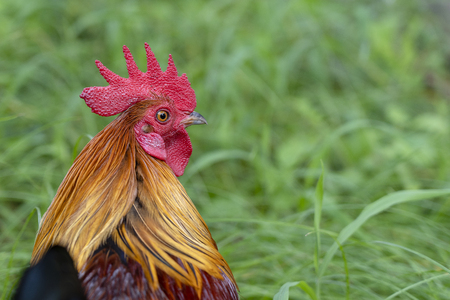 Red head of a cock or rooster on farm yard. Farming concept. Portrait of a brown cock in the garden on a green background. Close upの写真素材