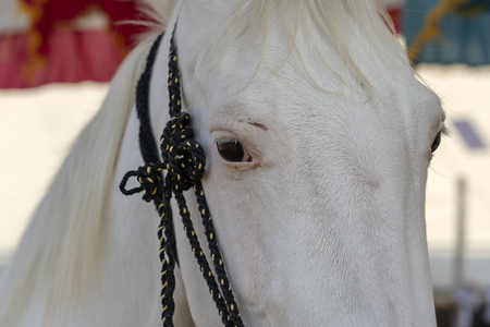 White marwari horse head portrait at Pushkar Fair, Pushkar Camel Mela in Rajasthan, India. Close upの写真素材