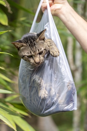 Beautiful gray tabby cat is inside a plastic bag and looking away, close upの写真素材