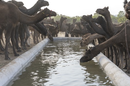 Camels drink water in desert Thar during the annual Pushkar Camel Fair near holy city Pushkar, Rajasthan, India. This fair is largest camel trading fair in the world. Close upの写真素材