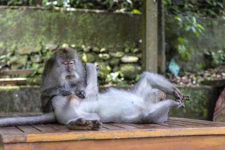 Monkey catches fleas. Monkey family at sacred monkey forest in Ubud, island Bali, Indonesia. Close upの写真素材