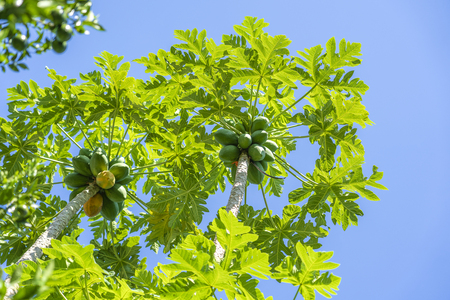 Papaya fruits of papaya tree in garden in Ubud, island Bali, Indonesia . Organic green fresh papaya on tree and blue skyの写真素材