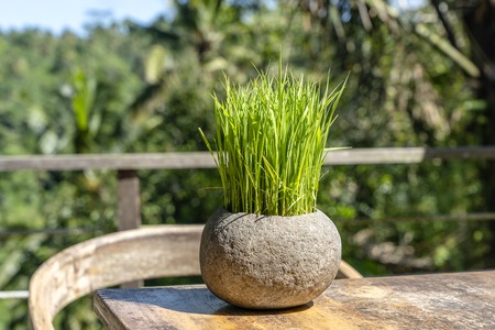 Green rice sprouts in a stone flower pot on a wooden table in empty cafe next to the tropical jungle in island Bali, Indonesia, close upの写真素材