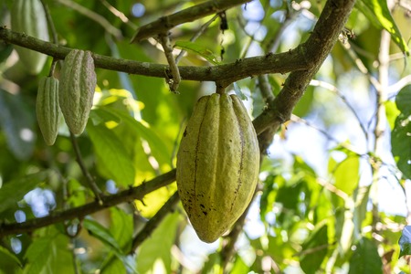 Yellow cocoa bean on the tree in island Bali, Indonesia, close upの写真素材