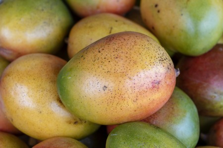 Fresh colorful tropical mangoes on display at outdoor farmers market at street market, close up, mango backgroundの写真素材