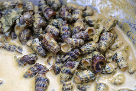 Seashells in curry sauce for sell at street food market in island Koh Phangan, Thailand . Thai cuisine, close upの写真素材