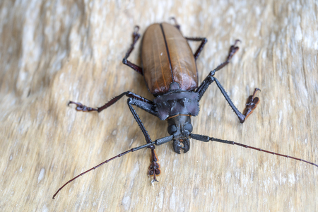 Giant Fijian longhorn beetle from island Koh Phangan, Thailand. Close up, macro. Giant Fijian long-horned beetle, Xixuthrus heros is one of largest living insect species.Large tropical beetle speciesの写真素材