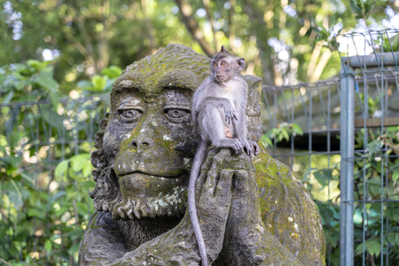 Portrait of a monkey sitting on a stone sculpture of a monkey at sacred monkey forest in Ubud, island Bali, Indonesia. Close upの写真素材