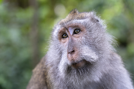 Monkey family at sacred monkey forest in Ubud, island Bali, Indonesia. Close upの写真素材