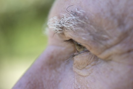 Close up eye of caucasian old man. Portrait of old man outdoors. Caucasian male face background,...
