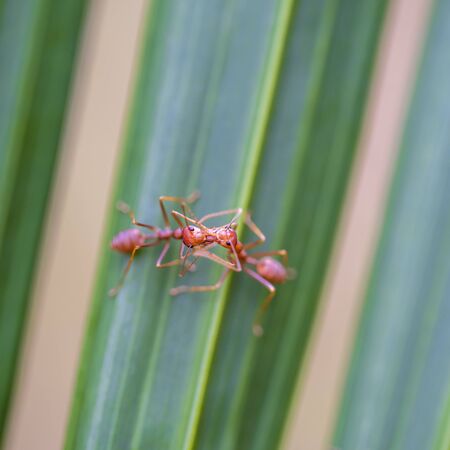 Red ants or fire ants on green palm leaf, Thailand, macro, close up