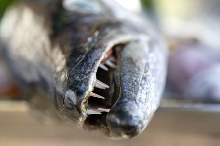 Close up on barracuda teeth. Sea fresh fish barracuda at street food market in Thailand. Seafood concept. Raw barracuda for cookingの写真素材