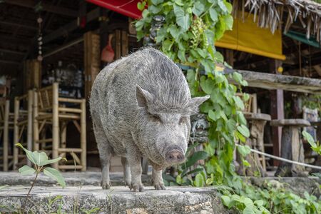 Big pig near the beach cafe on the island of Koh Phangan, Thailand. Close upの写真素材
