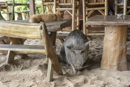Big pig with ginger cat in beach cafe on the tropical island of Koh Phangan, Thailand. Close upの写真素材