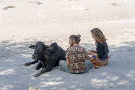 RISHIKESH, INDIA - NOVEMBER 06, 2018 : Young guy with a girl is resting on a hot sunny day on the banks of the river Ganga with the sacred cow in the city of Rishikesh, Indiaのeditorial素材
