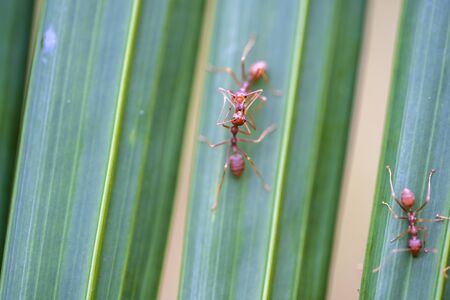 Red ants or fire ants on green palm leaf, Thailand, macro, close up