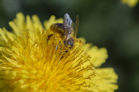Dandelion, taraxacum officinale. Wild yellow flower and bee in nature, close up, top view. Ukraine