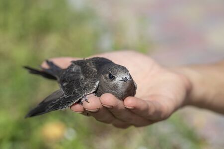 The man hand holds the swifts found in order to let go, close up. Newborn swift in human arms on a...