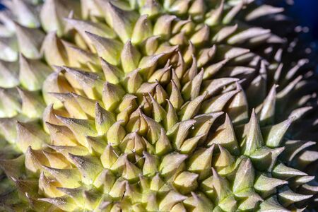 Tropical fruit durian spiky peel closeup. Durian skin texture with hard spikes. Sharp needle on...