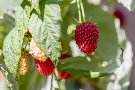 Branch of ripe raspberries in garden. Red sweet berries growing on raspberry bush in fruit garden....