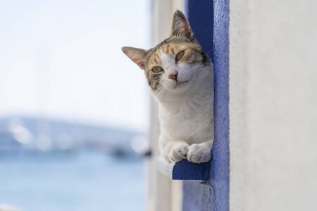 A cat sits on a windowsill near sea in the resort town of Bodrum, Turkey. Close upの写真素材