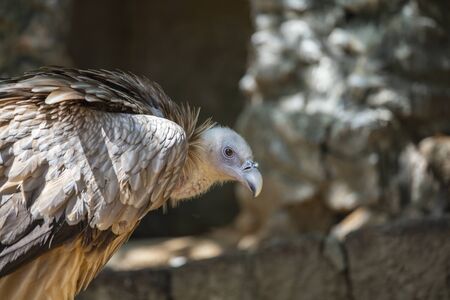 Vulture portrait close up. Vulture head. Vulture beak. Vulture with beautiful feather
