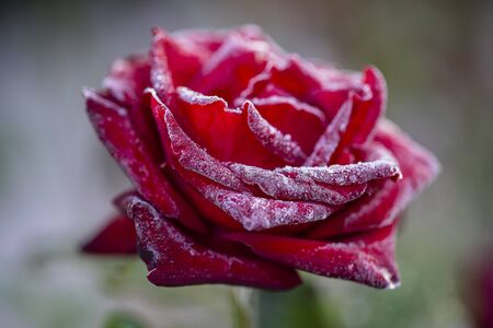 Red rose flower in the first frost, close up. Rose covered with hoarfrost after the first morning frost, Ukraineの写真素材