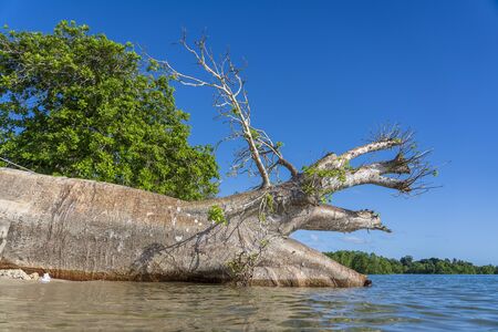 Fallen big baobab tree in sea water on the beach in Zanzibar island, Tanzania, east Africaの写真素材