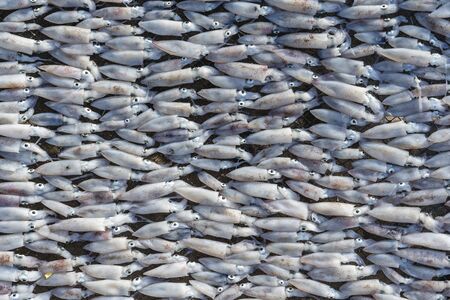 Fresh squids are dried in the sun on the island of Koh Phangan, Thailand, close up