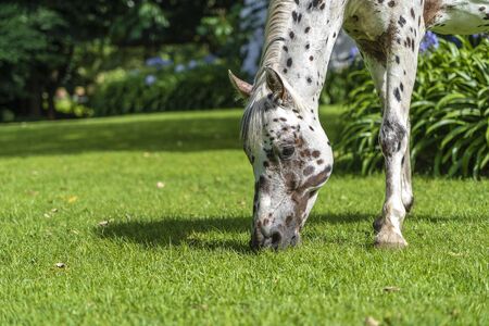 Horse grazing on green grass in the tropical garden. Tanzania, east Africaの写真素材