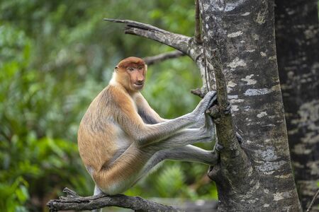 Wild Proboscis monkey or Nasalis larvatus, in the rainforest of island Borneo, Malaysia, close up