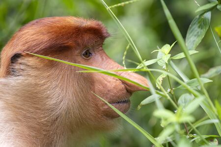 Wild Proboscis monkey or Nasalis larvatus, in the rainforest of island Borneo, Malaysia, close upの写真素材