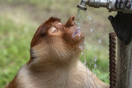 Wild Proboscis monkey or Nasalis larvatus, in the rainforest of island Borneo, Malaysia, close up....