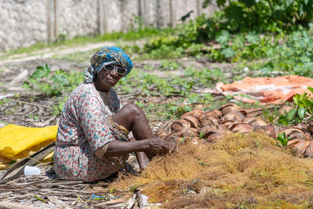 Zanzibar, Tanzania - november 11, 2019 : African old woman sort out seaweed for further processing...