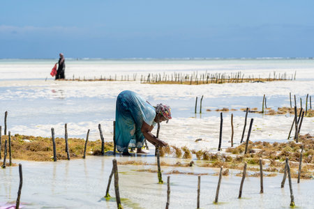 Zanzibar, Tanzania - november 11, 2019 : Women harvest the seaweed for soap, cosmetics and medicin on a sea plantation in traditional dress, island Zanzibar, Tanzania, East Africaのeditorial素材