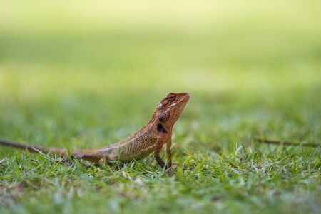 Lizard strolling in the green grass in Thailand, close up. Animal and nature concept.
