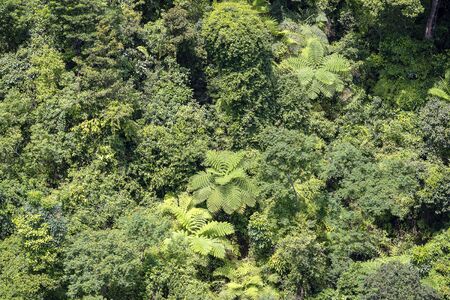 Tropical trees in the jungle forest on a mountain hill near the city of Danang, Vietnam, Southeast Asia . Top viewの写真素材